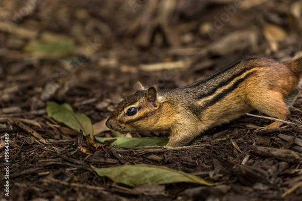 Obraz chipmunk