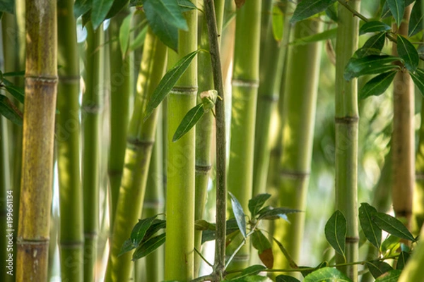 Obraz Aveiro, Portugal	