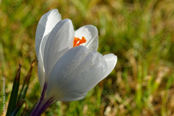 Obraz White crocus (Crocus scepusiensis)