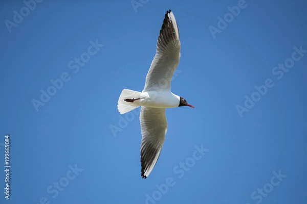 Obraz Flying Seagull in the blue sky. Sunny weather