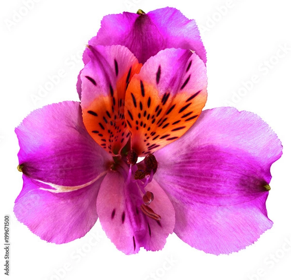 Obraz Garden  lilac  red orchid flower  isolated on white background. Close-up. Macro. Element of design.