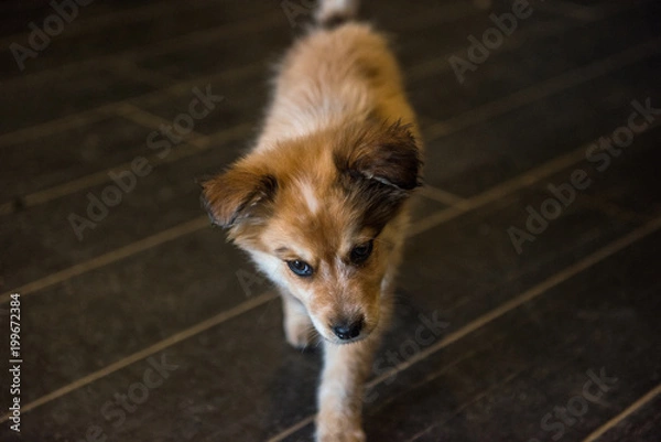 Obraz A Curious Walk