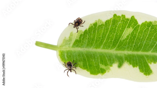Fototapeta Two castor bean ticks on a green leaf. Ixodes ricinus. Dangerous parasitic mites with strips and red spot. It transmits encephalitis and Lyme borreliosis. Isolated on white background.