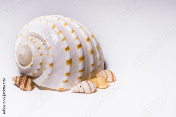 Fototapeta Sea Shell