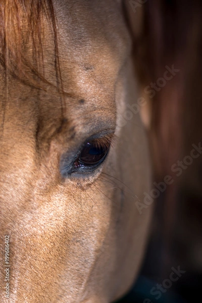 Obraz Horse Close Up- Israel