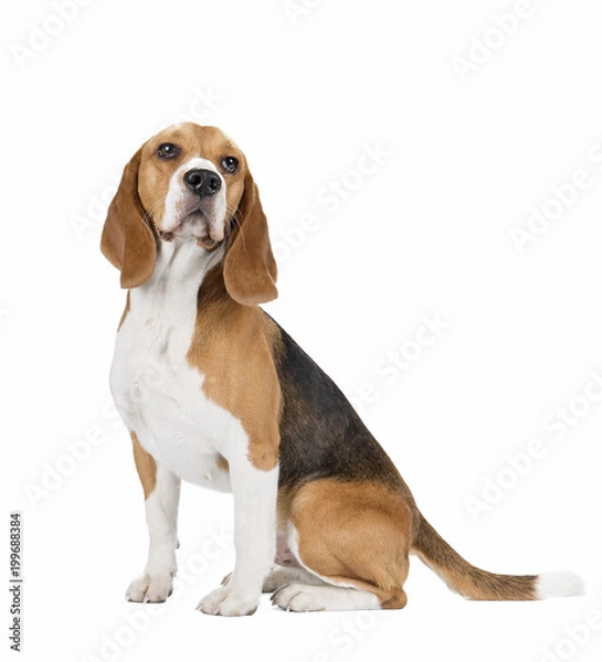 Obraz cute beagle dog isolated on white background