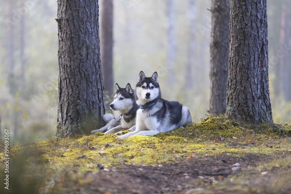 Obraz Two Siberian husky in the forest
