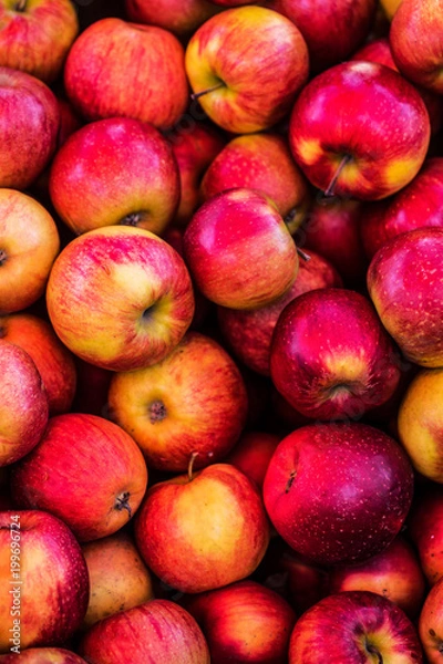 Obraz Apple. Fruits apple. 