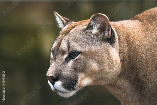 Fototapeta Puma (Puma concolor), a large Cat mainly found in the mountains from southern Canada to the tip of South America. Also known as cougar, mountain lion, panther, or catamount