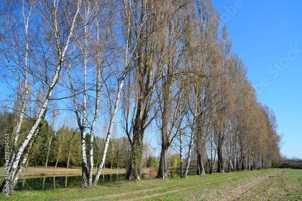 Obraz petite camargue