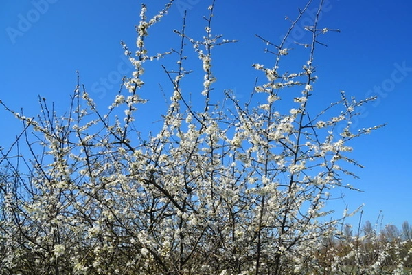 Obraz petite camargue