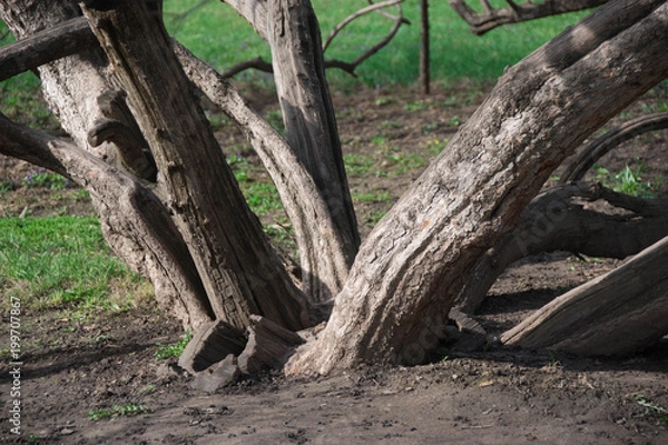 Obraz Tree at the base