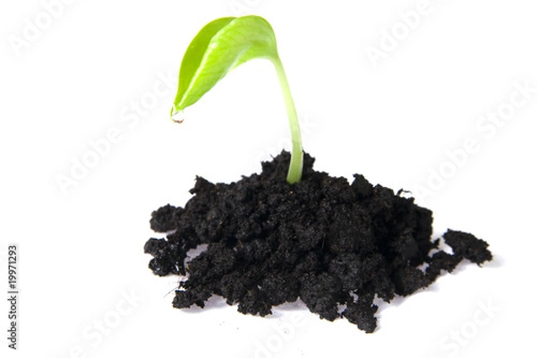 Obraz seedling isolated on white