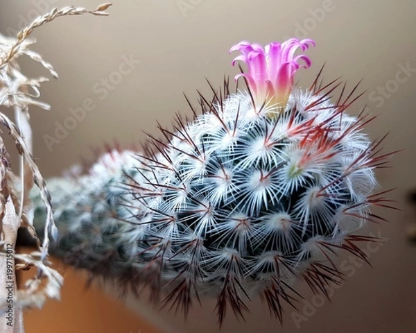 Obraz Pink flower on top