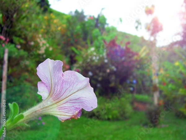 Obraz Jardín encantado