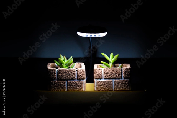 Obraz Use the light for plant grow in the night. Cactus : Haworthia.