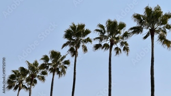 Fototapeta Palmen, Nagoya