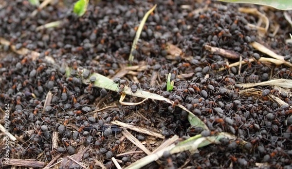 Obraz Ant in nature.