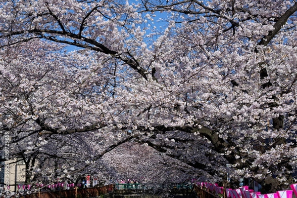 Obraz Meguro river, Sakura