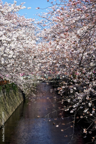 Obraz Meguro river, Sakura