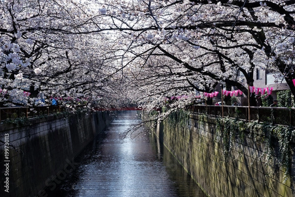 Obraz Meguro river, Sakura