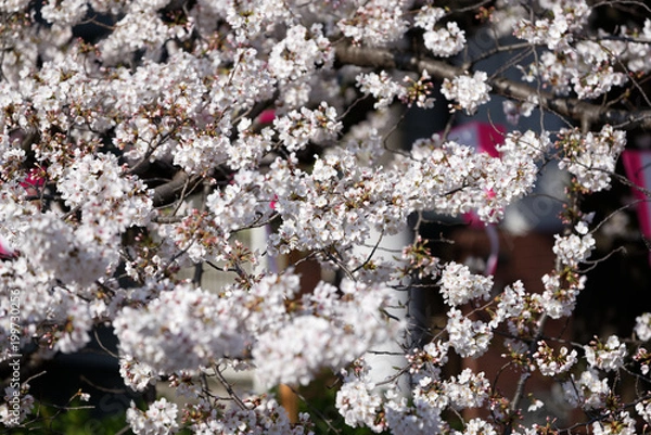 Obraz Meguro river, Sakura