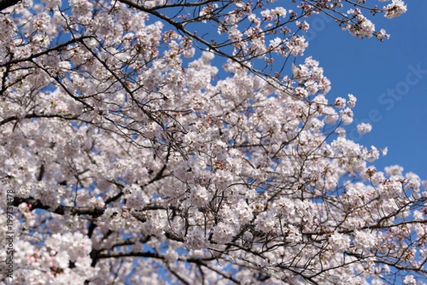 Obraz Meguro river, Sakura