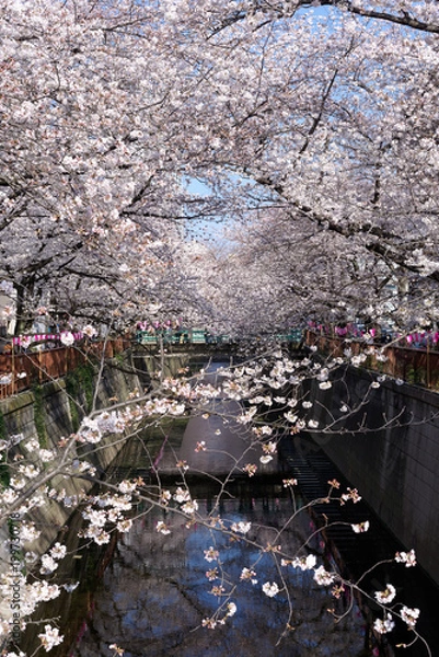 Obraz Meguro river, Sakura