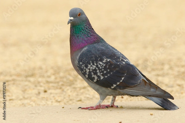 Obraz Pigeon