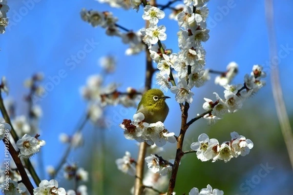 Fototapeta 満開の梅の花とメジロ