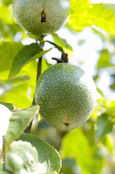 Fototapeta パッションフルーツ