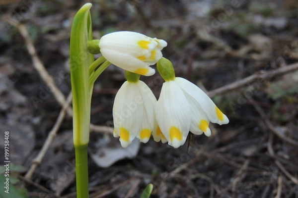 Fototapeta Весенние белые цветы в саду  на деревянном фоне 