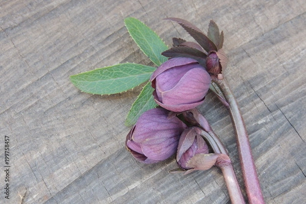 Fototapeta Белые цветы и пушистая верба на белом фоне 