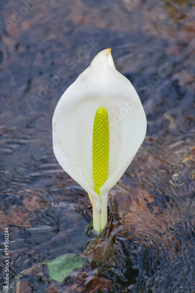 Fototapeta 水芭蕉