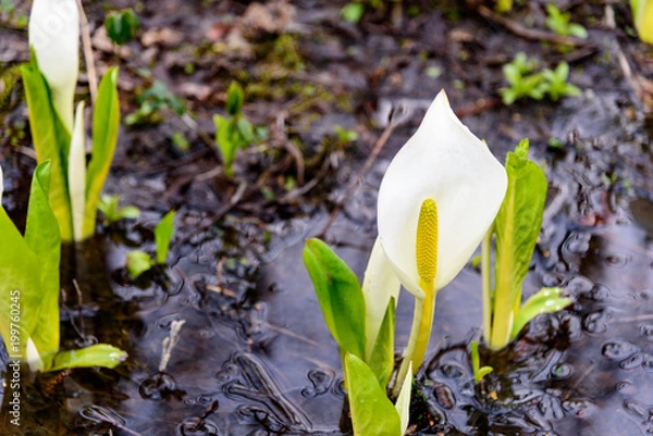 Fototapeta 水芭蕉