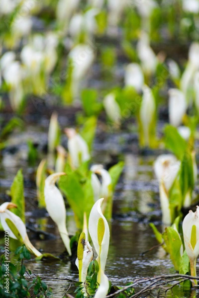 Fototapeta 水芭蕉