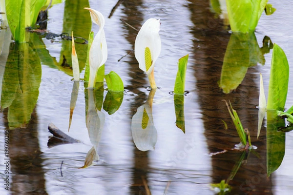 Fototapeta 水芭蕉