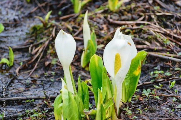 Fototapeta 水芭蕉