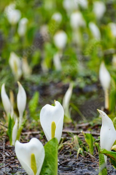 Fototapeta 水芭蕉