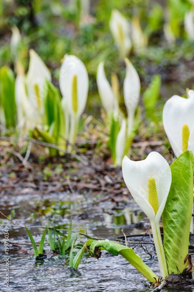 Fototapeta 水芭蕉