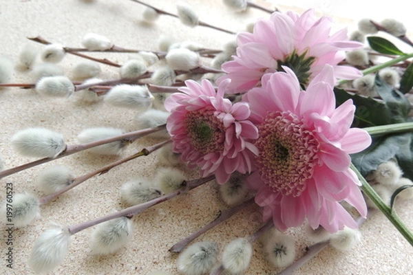 Fototapeta Розовые цветы и пушистая верба на белом фоне 