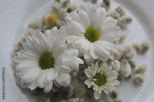 Fototapeta Белые цветы и пушистая верба на белом фоне 