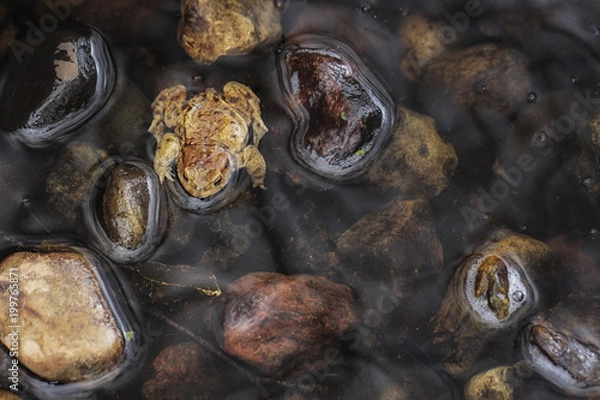 Obraz Common toad  - Bufo bufo
