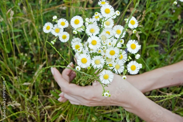 Obraz Female hands holding a bouquet of camomiles