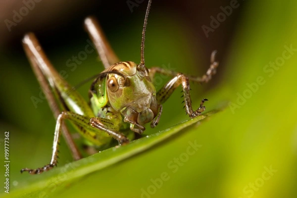 Fototapeta Small happy grasshoper on the green grass