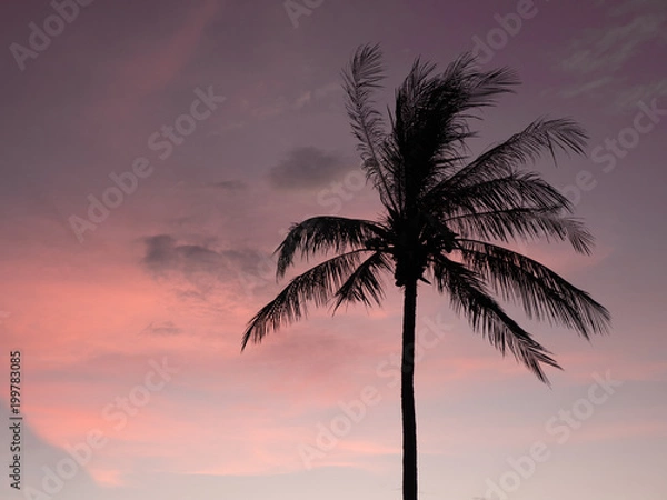Obraz Silhouette palm tree tropical sunset