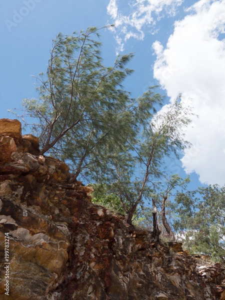 Fototapeta Trees cling to top of a tropical beach clfif