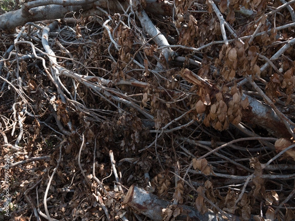 Fototapeta Texture of fallen tree after Cyclone Marcus