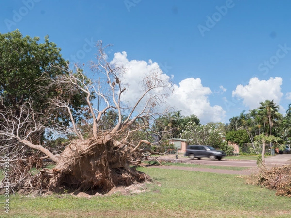 Obraz Cars pass fallen tree after Cyclone Marcus