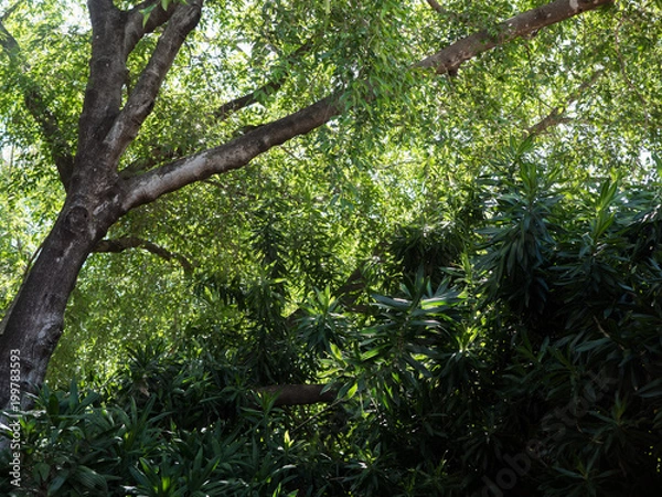 Obraz Lush rain forest texture